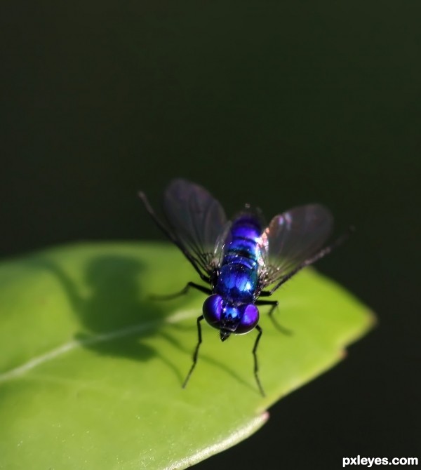 Strikingly Beautiful in Blue