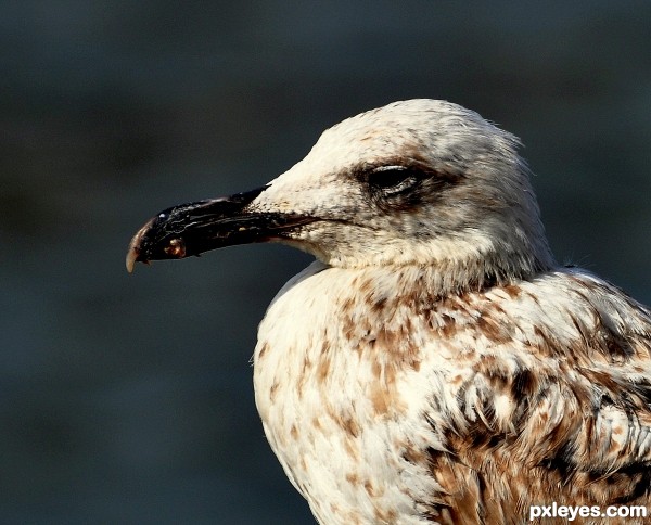 Young Gull