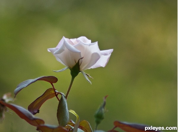 white beauty