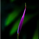 negative space photography contest