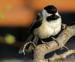 ChickADee