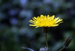 Dandelion