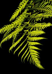 Fern