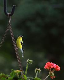 Gold Finch