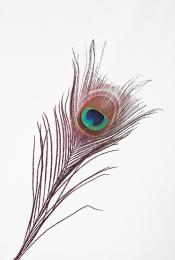 Peacockfeather