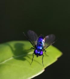 Strikingly Beautiful in Blue