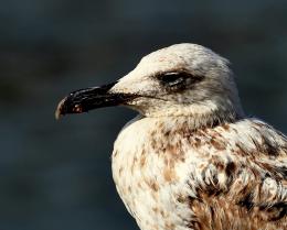 YoungGull