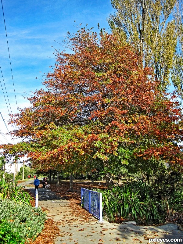 walking path