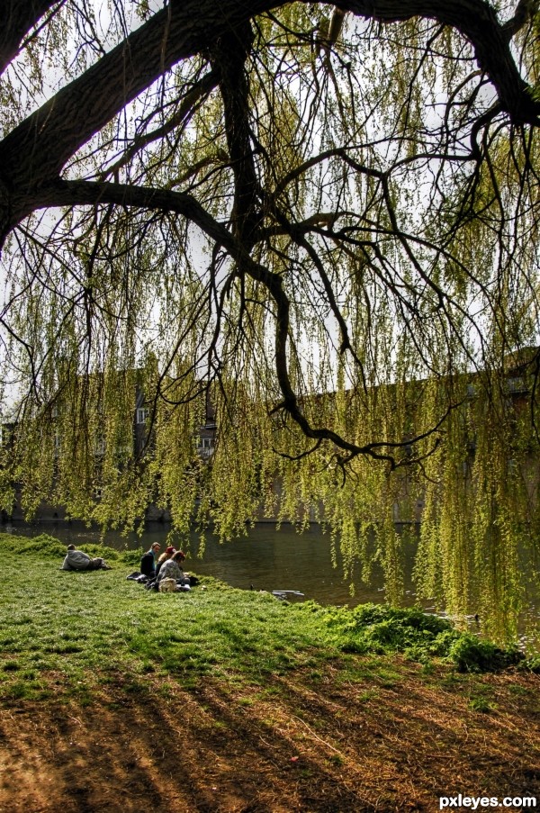 under the willow tree