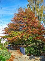 walking path