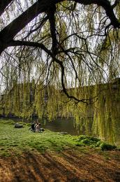 under the willow tree