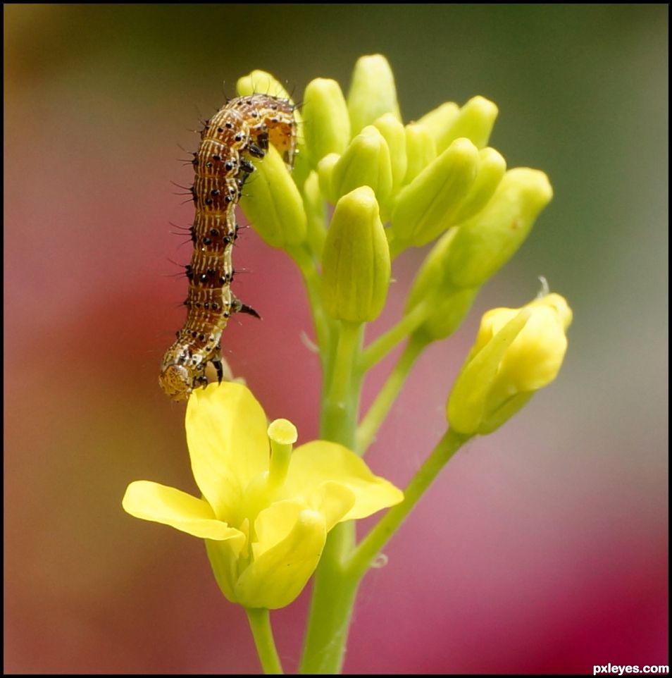 Bloom Buffet