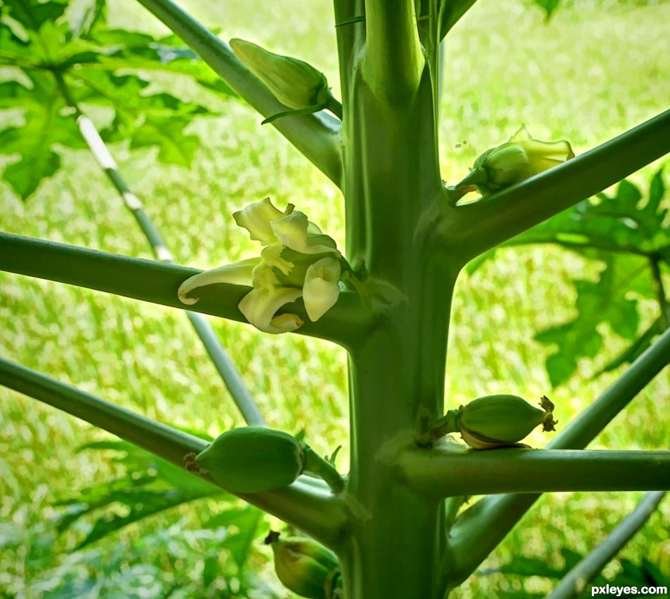 Papaya Fruit 