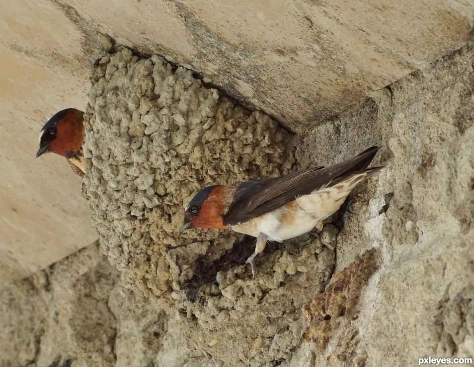 Cliff swallows