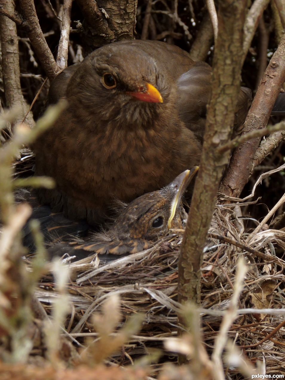Young Blackbirds with Mom