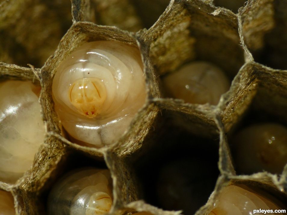 Nursery of wasps