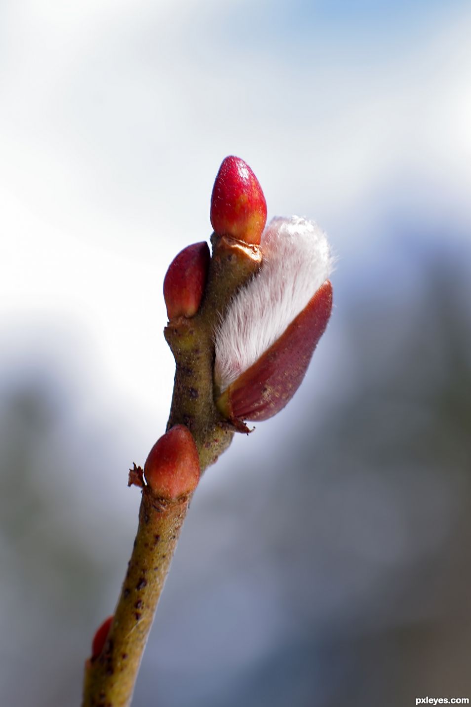 Pussy Willow Bud