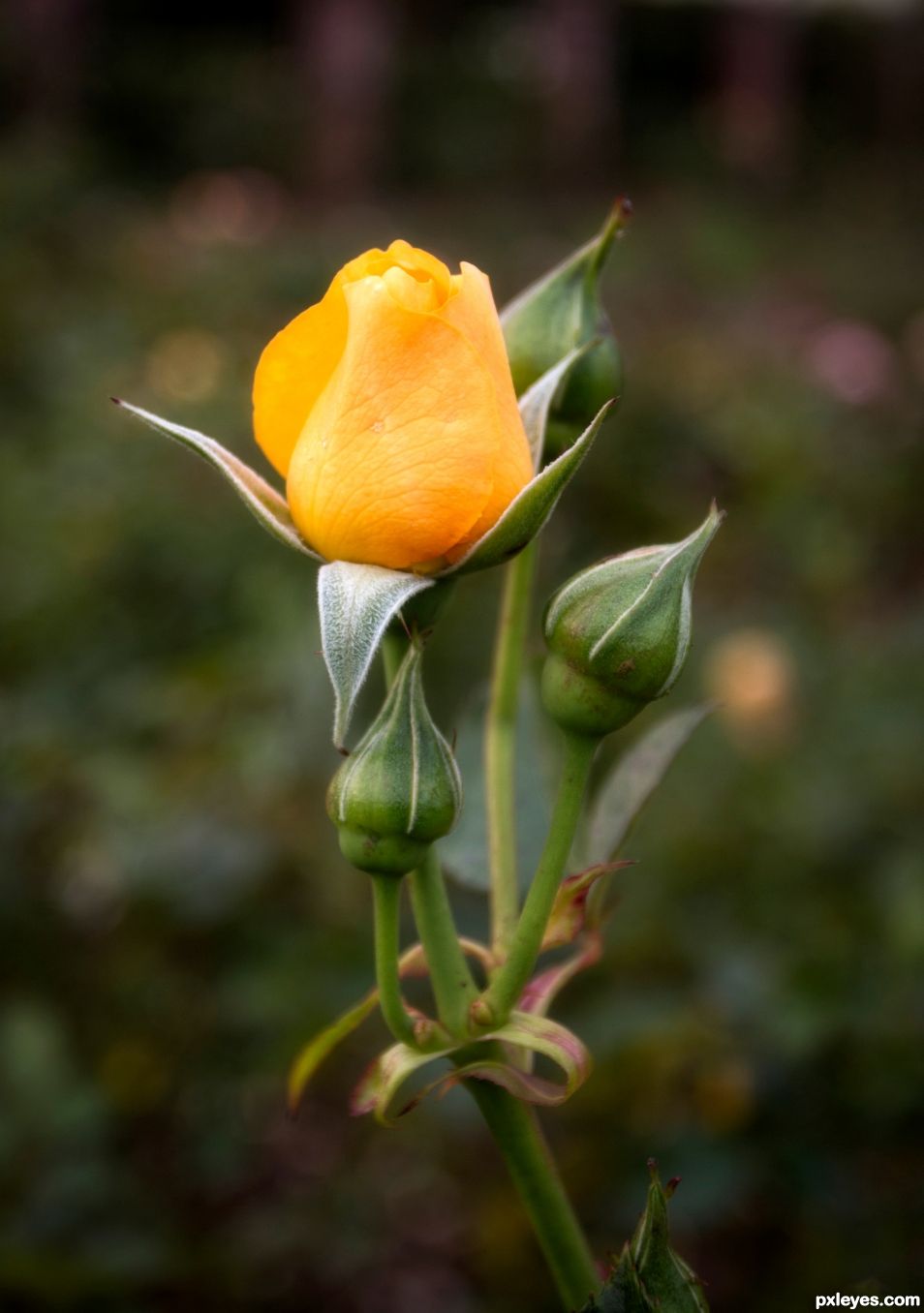 Hopeful autumn rose