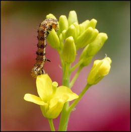 Bloom Buffet