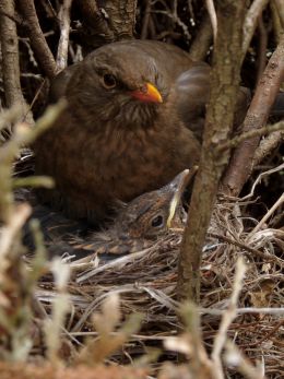 Young Blackbirds with Mom