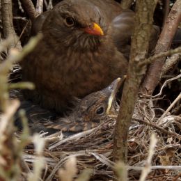 YoungBlackbirdswithMom