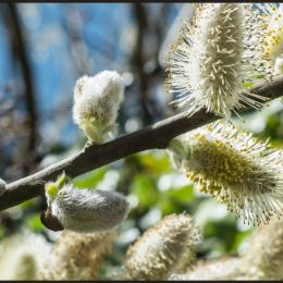 Willowcatkins