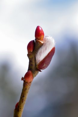 Pussy Willow Bud