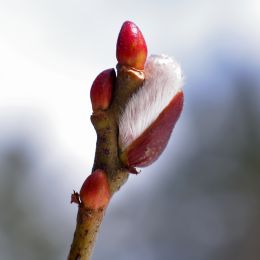 PussyWillowBud