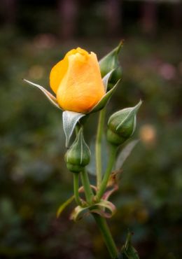 Hopeful autumn rose