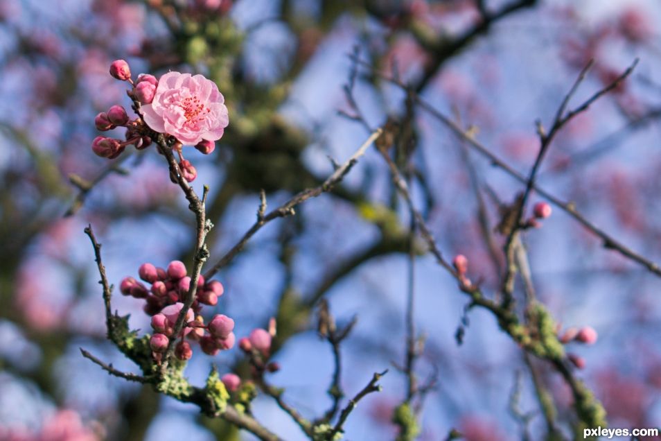 The First Blossom