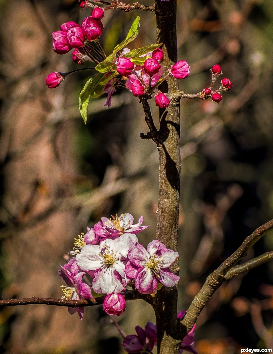 Apple blossom