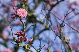 The First Blossom