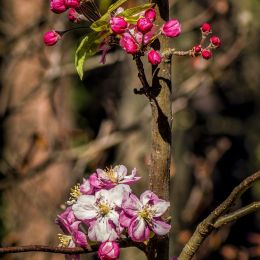 Appleblossom