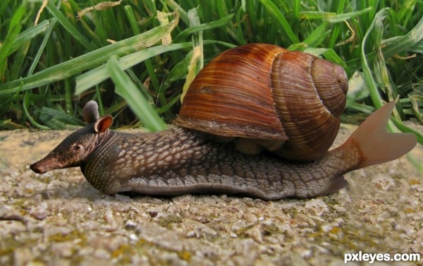 Snailfishadillo