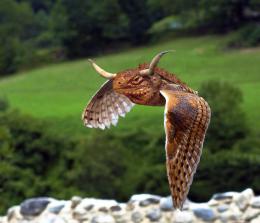 Horned Iguana Owl