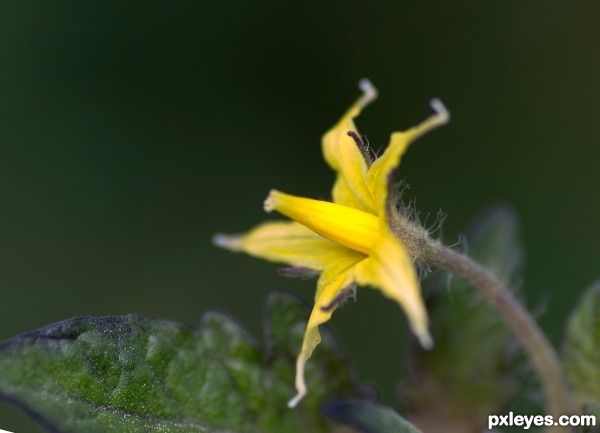 Cherry tomato flower