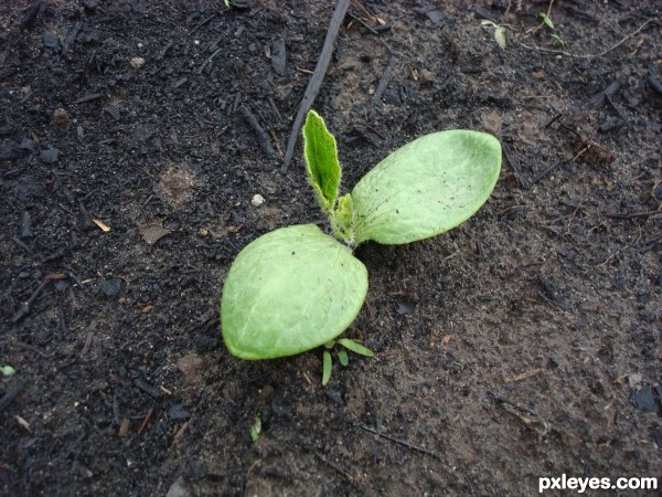 Courgette de Nice