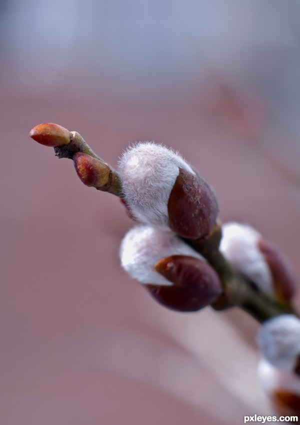 Future Pussy Willow