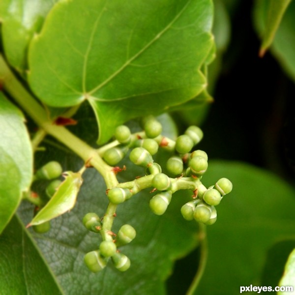 Grapes are coming