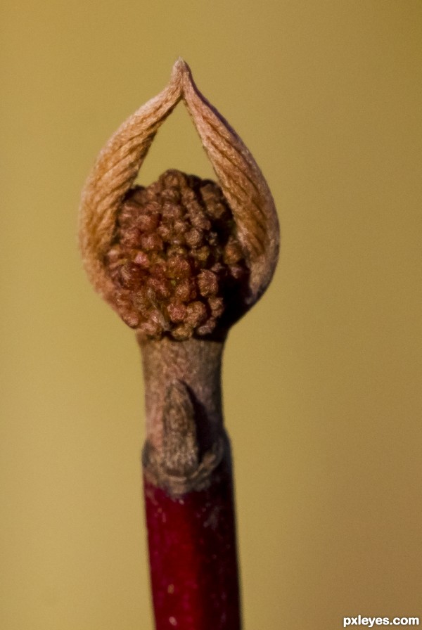 Red twig dogwood bud