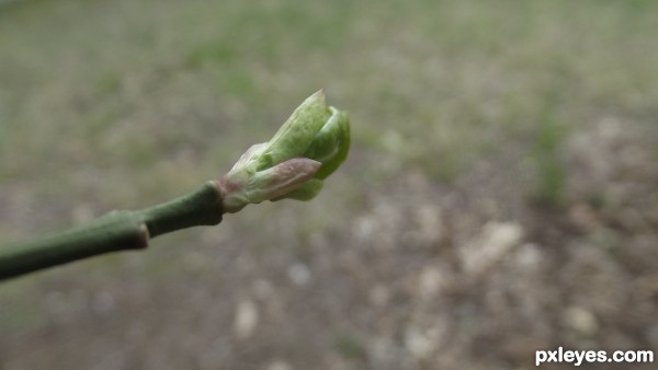 tree bud