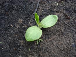 CourgettedeNice