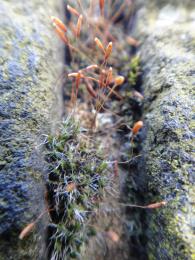 Moss macro