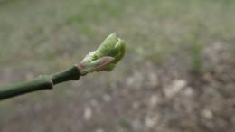 tree bud