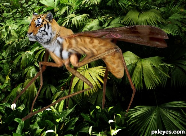 Creation of Tiger mosquito: Final Result