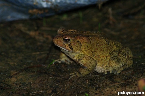 Creation of Crocofrog: Step 1