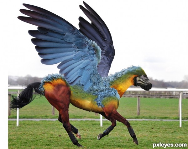 Creation of The Parrosus: Step 8