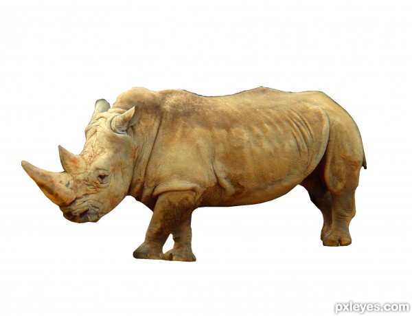 Creation of Rhinofly: Step 1