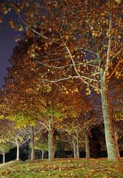 Autumn night