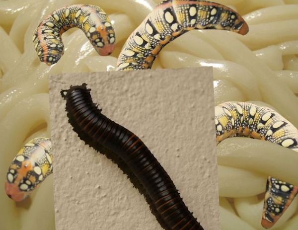 Creation of Wormy Noodles: Step 4